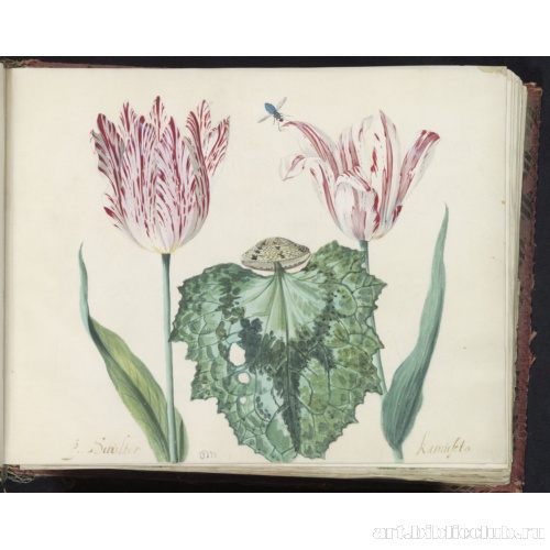 Два тюльпана с раковиной и крупными листьями