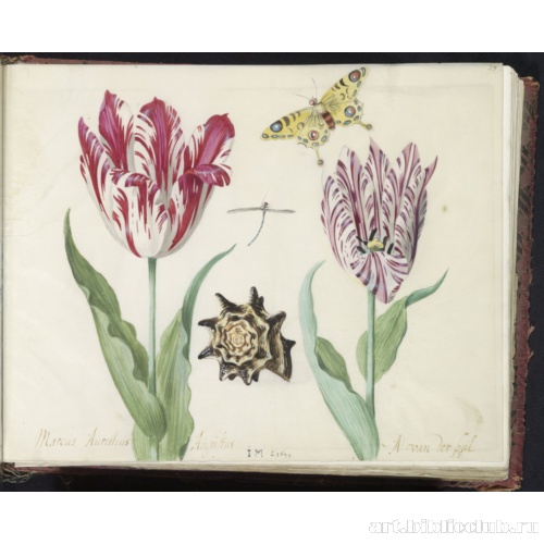 Два тюльпана с ракушкой, стрекозой и бабочкой