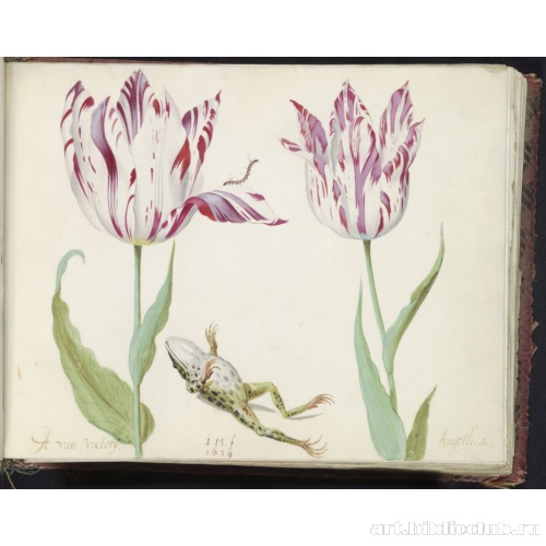 Два тюльпана с лягушкой и гусеницей