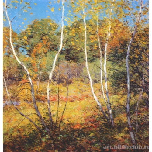 Березы осенью