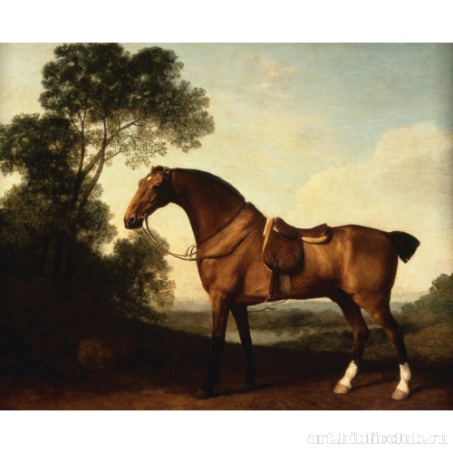 Гнедой гунтер