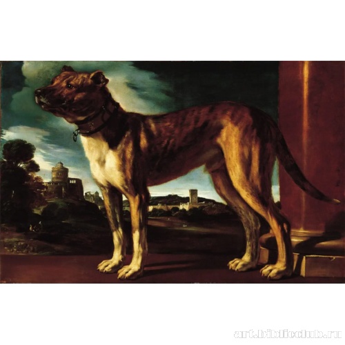 Собака семьи Альдрованди