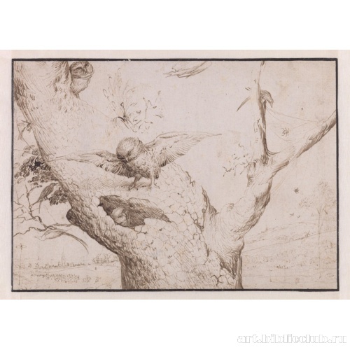 Гнездо совы