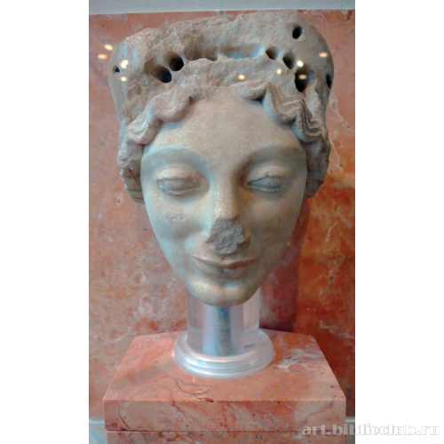 Голова коры