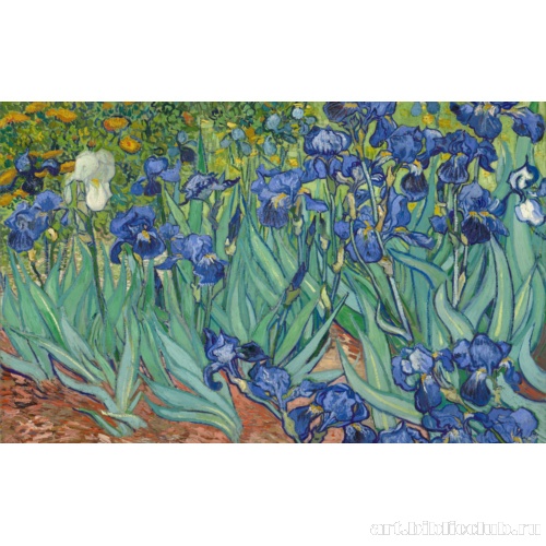 Ирисы