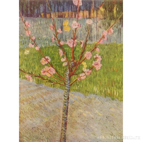 Цветущее персиковое дерево