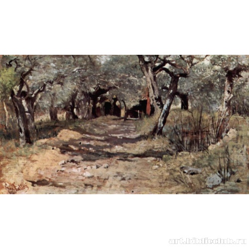 Просёлочная дорога в оливковой роще