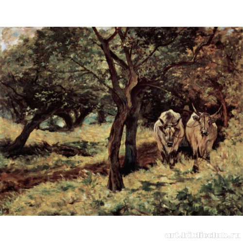 Два быка в оливковой роще