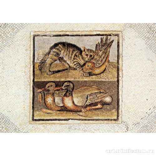 Кошка и утка