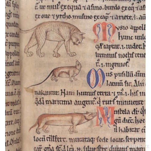 Кошка, мышь и горностай