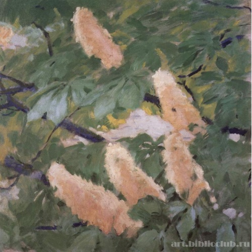 Цветы каштана