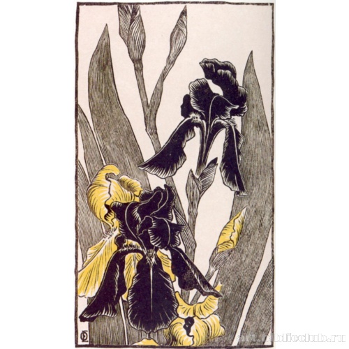 Ирисы. Иллюстрация из журнала «Пан»