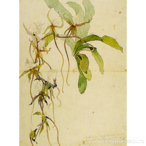 Этюд цветов