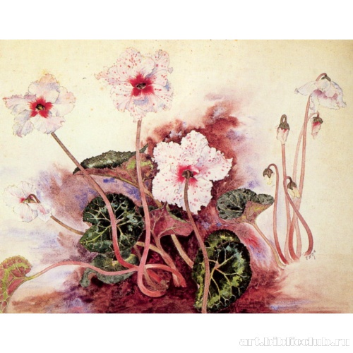 Цикламены, этюд