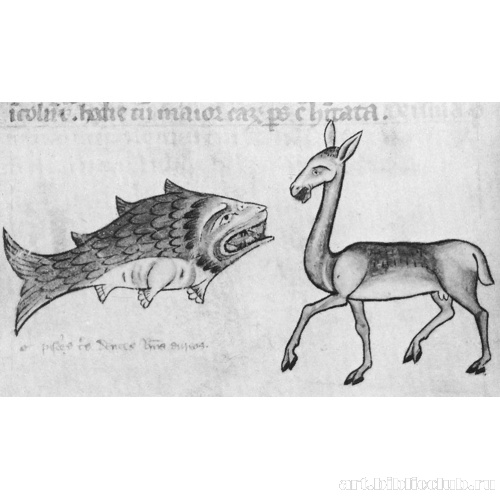 Рыба с тремя золотыми зубами, Олень