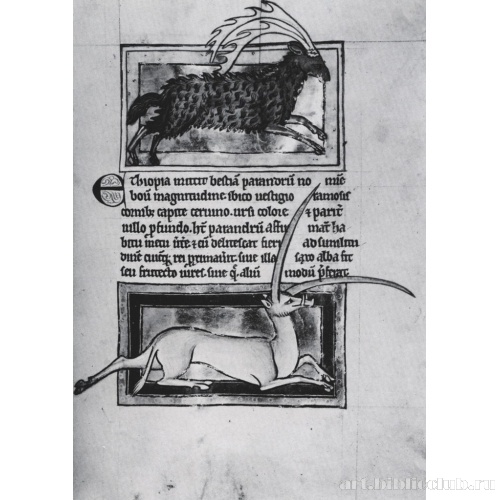 Парандрус. Йель