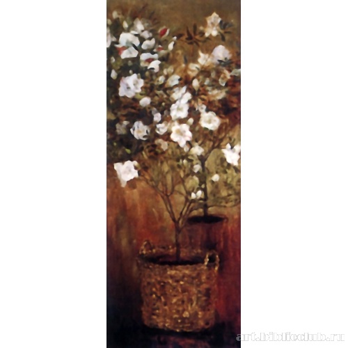 Горшки с азалиями