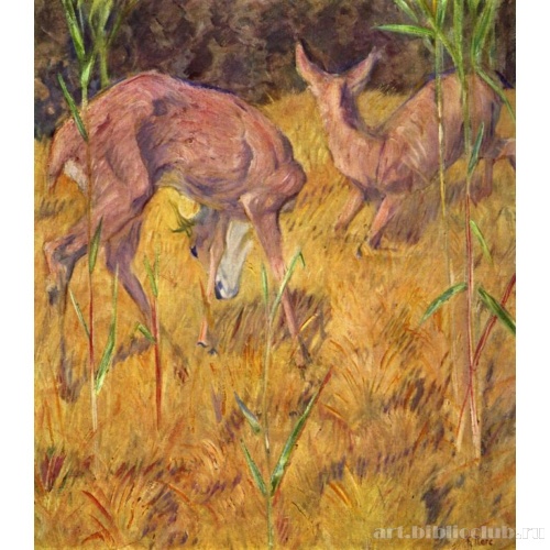 Косули в тростниках