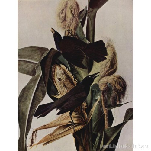 Кукуруза и вороны