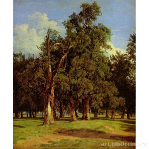Старые вязы в Пратере