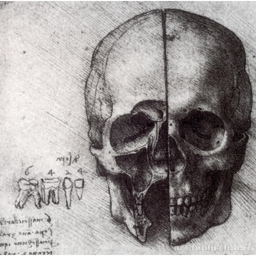 Анатомический рисунок черепа