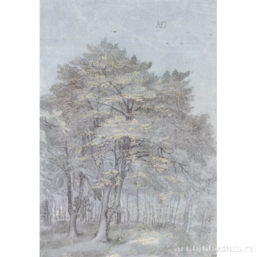 Группа деревьев в лесу