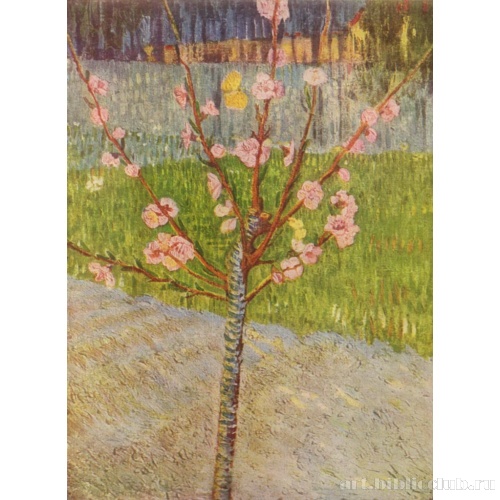 Цветущее персиковое дерево