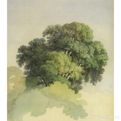 Кроны деревьев