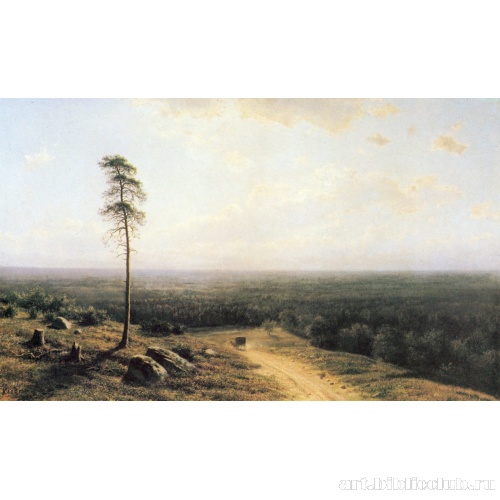 Лесная даль в полдень