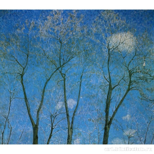 Акации весной (Верхушки акаций)