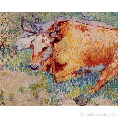 Волы на отдыхе