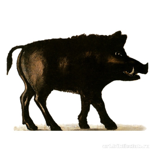 Кабан. Деталь