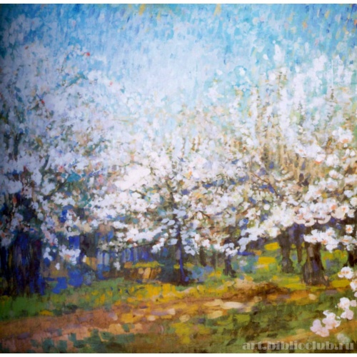 Цветущие яблони