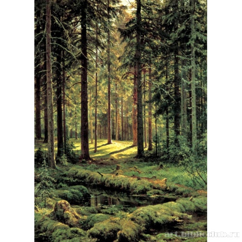 Хвойный лес. Солнечный день