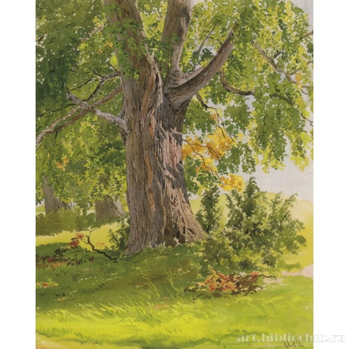 Дуб, освещенный солнцем