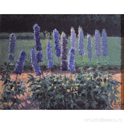 В саду. Грядка дельфиниумов