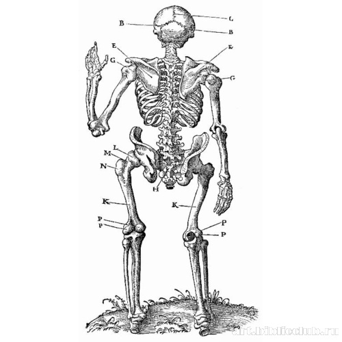 Иллюстрация к «Анатомии» Вальтера Херманна Риффа, Стоящий скелет - вид сзади