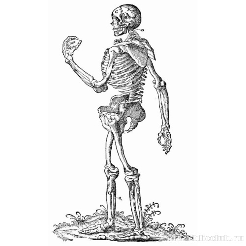 Иллюстрация к «Анатомии» Вальтера Херманна Риффа, Стоящий скелет, повернутый влево