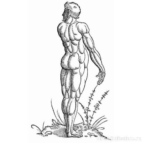 Иллюстрация к «Анатомии» Вальтера Херманна Риффа, Расположение мышц спины у стоящего мужчины