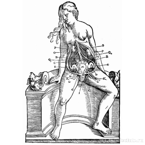 Иллюстрация к «Анатомии» Вальтера Херманна Риффа, Расположение гениталий у сидящей женщины