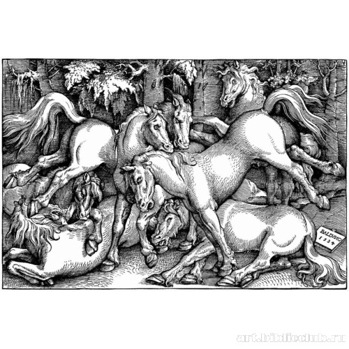 Дерущиеся жеребцы среди диких лошадей в лесу