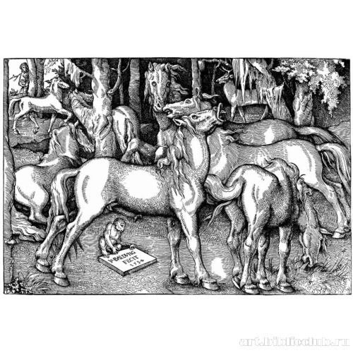 Жеребец и кобыла среди диких лошадей в лесу