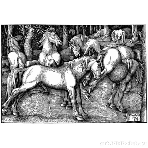 Жеребец и брыкающаяся кобыла среди диких лошадей в лесу