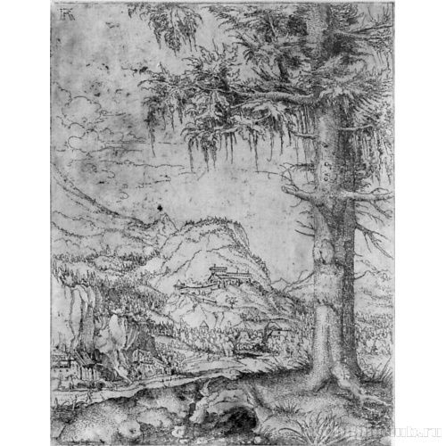 Большая ель