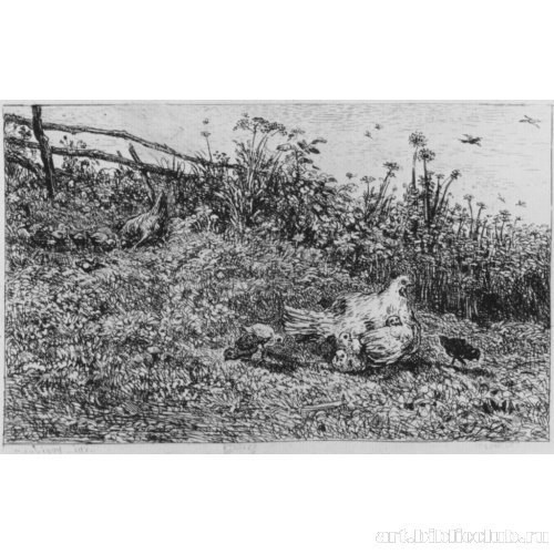 Курица с цыплятами