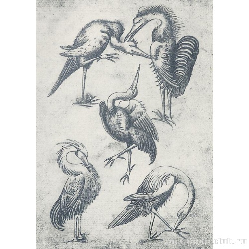 Игральная карта: Пятерка птиц