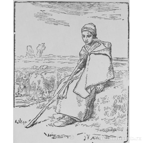 Большая сидящая пастушка