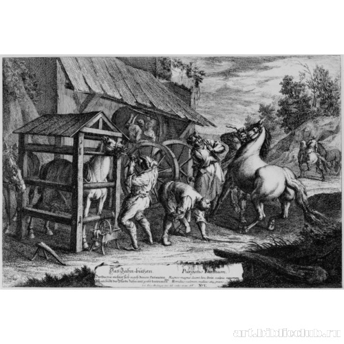 Чистка зубов у лошади