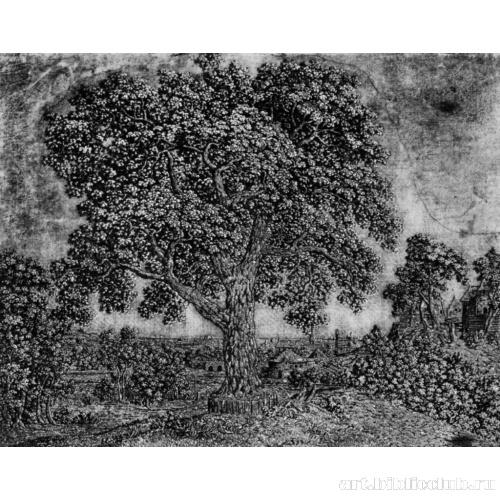 Большое дерево