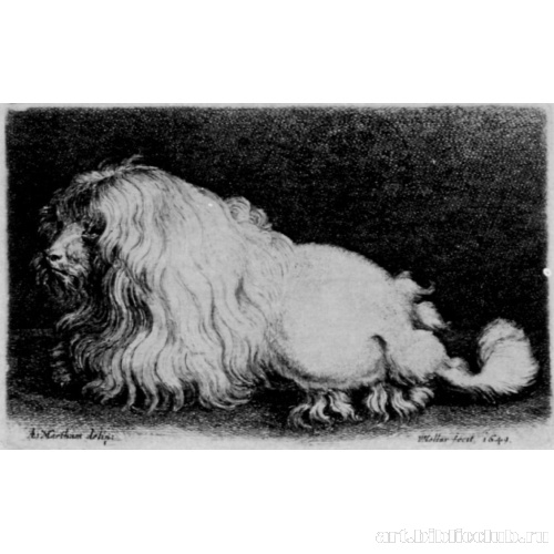 Болонская собака (Болонка)